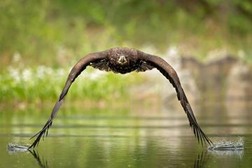 مشاهده نخستین عقاب دم‌سفید در تالاب کانی‌برازان مهاباد 