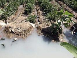 ورود فاضلاب آلوده به کانال‌ های کشاورزان تبریز