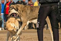 دستگیری برگزارکنندگان مسابقه «جنگ‌ سگ‌ها» در آذربایجان‌ شرقی