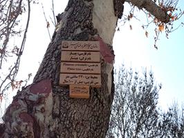 زمزمه تاریخ میان شاخ و برگ درختان کهنسال ائل گلی تبریز