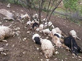 سیلاب ۴۵ راس گوسفند را در سراب به کام خود کشید