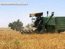 امسال ۴۷۵ هزار تن گندم آذربایجان‌شرقی برداشت می‌شود