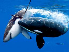 روز جهانی کوسه نهنگ ها