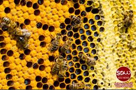  یک قاچاقچی با 1100 زنبور زیر پیراهن در ترکیه بازداست شد
