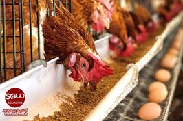  بی ثباتی قیمت مرغ و تخم مرغ در بازار