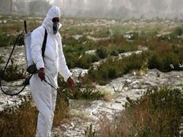 مبارزه با آفات ملخ در ۶۵۰۰ هکتار از مزارع شهرستان هوراند