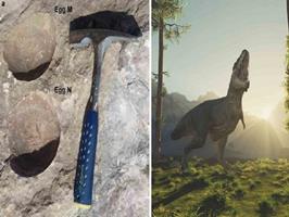 تخم دولایه دایناسور در هند کشف شد