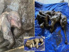 کشف بچه ماموت 30 هزار ساله