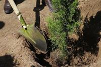 مجازاتی از نوع غرس ۴۰۰ اصله درخت در کلیبر