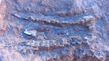 کشف 400 قطعه فسیل 10 میلیون ساله در مراغه