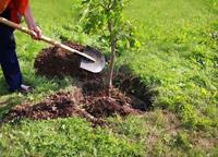 کاشت یک میلیارد درخت در آذربایجان شرقی