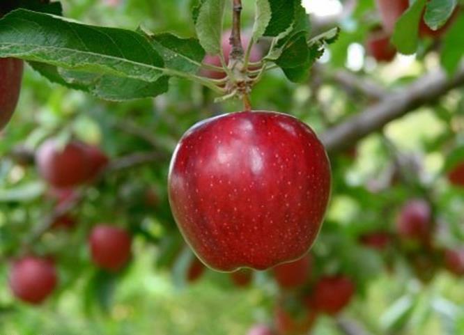 سیب آذربایجان شرقی به ۱۰ کشور صادر می‌شود