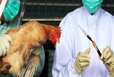 آنفلوانزای فوق حاد پرندگان در آذربایجان شرقی مشاهده نشده است