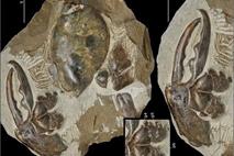  کشف بقایای خرچنگ غول پیکر باستانی