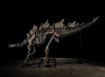 بقایای یک دایناسور رکورد گرانترین فسیل را شکست