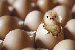 روز جهانی تخم‌مرغ