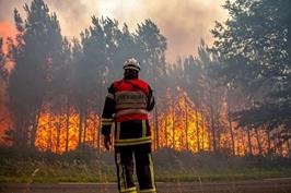 ماموریت بین‌المللی برای نجات جنگل الیت