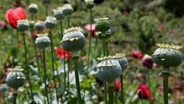 درمان، بدون نشت؛ راز «شقایق» در صنعت دارویی ایران