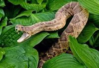 روز جهانی مار