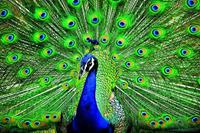 طاووس‌ها از دُم خود لیزر شلیک می‌کنند!