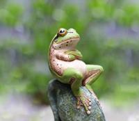 قورباغه‌ها لهجه دارند!