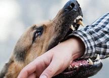 هشدار؛ سگ‌های ولگرد جان ۱۸ کودک را گرفتند!