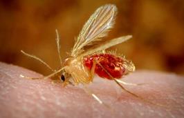 ۴۸۰۰ بیمار تا الان؛ زنگ خطر سالک خاموش شد؟